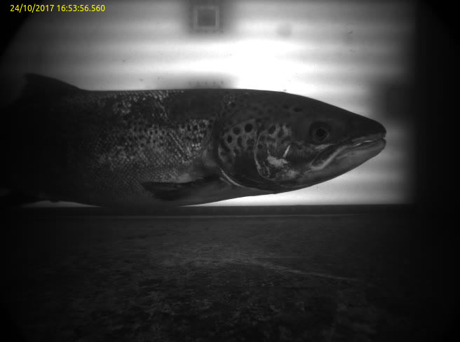 1ere image de saumon, capturée sur la station de vidéo-comptage du Barrage de la Steinsau,sur la rivière l'Ill : Commune d'Erstein - Bas-Rhin, Alsace